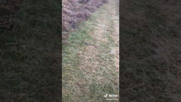 [ID: owF8XQms9Bw] Youtube Automatic