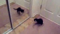 [ID: PNyLkXcN8yU] Youtube Automatic