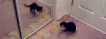 [ID: PNyLkXcN8yU] Youtube Automatic