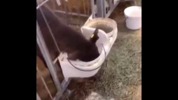 [ID: _q72DjTCYyI] Youtube Automatic