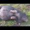 FAT DRUNK PIG ROLLS DOWN A HILL[TRY NOT TO LAUGH]