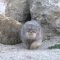 Pallas Cat discovers camera