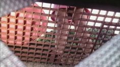 [ID: tUYSk5rS0nY] Youtube Automatic