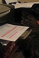 [ID: ua4nDQ-IGbY] Youtube Automatic