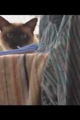 [ID: Veg63B8ofnQ] Youtube Automatic