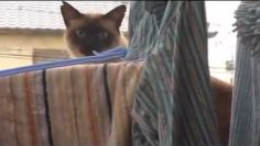 [ID: Veg63B8ofnQ] Youtube Automatic