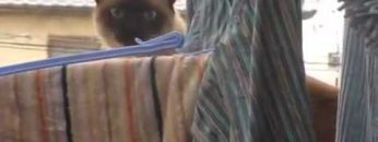 [ID: Veg63B8ofnQ] Youtube Automatic