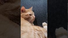 [ID: VNlV13uzjJQ] Youtube Automatic