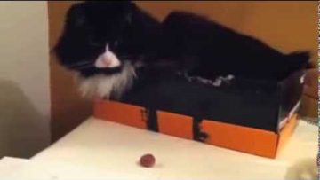 [ID: W0Luy1Iouic] Youtube Automatic