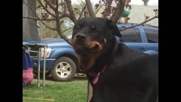 [ID: x5t1ouFLt58] Youtube Automatic