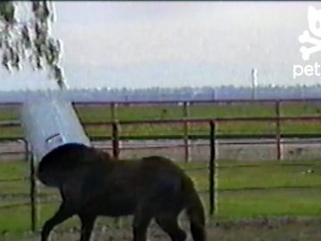 [ID: XZJ_sXOUd8I] Youtube Automatic