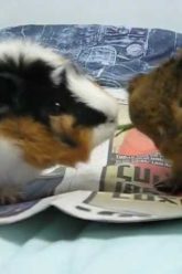 [ID: z-3zdAvsz5E] Youtube Automatic