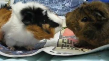 [ID: z-3zdAvsz5E] Youtube Automatic