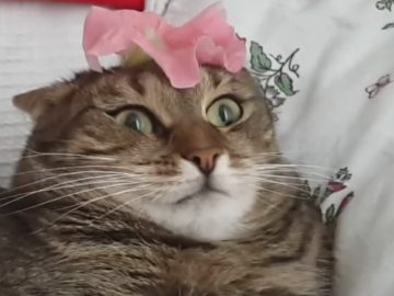 [ID: -Z4jx5VMw8M] Youtube Automatic