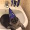 Wizard Cat