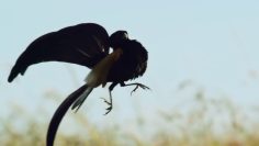 [ID: zoYS005VsA4] Youtube Automatic