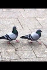 [ID: zQufTfdHMfI] Youtube Automatic