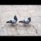 Pigeons – What is love