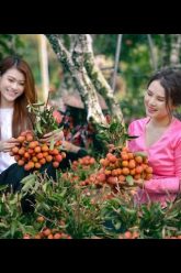 [ID: ZYY1Ss0LIMU] Youtube Automatic