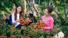 [ID: ZYY1Ss0LIMU] Youtube Automatic